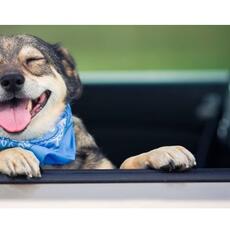 ¿Qué puedo hacer si veo un animal encerrado en un coche?